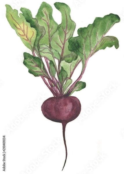 Fototapeta buraki, malarstwo akwarelowe
