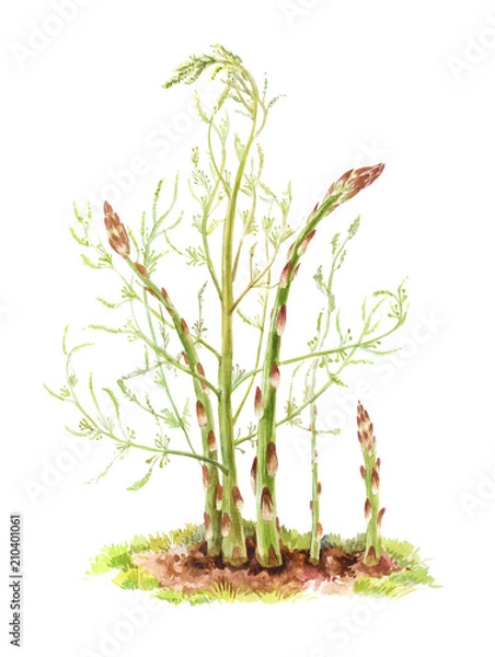 Obraz Stems of asparagus on a white background. Botanical watercolor illustration