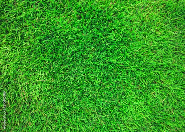 Fototapeta Green grass background. Focus on the surface of the lawn green.