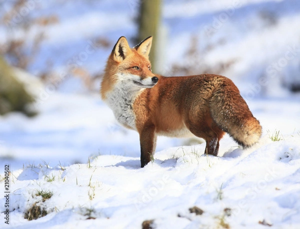 Fototapeta Fuchs