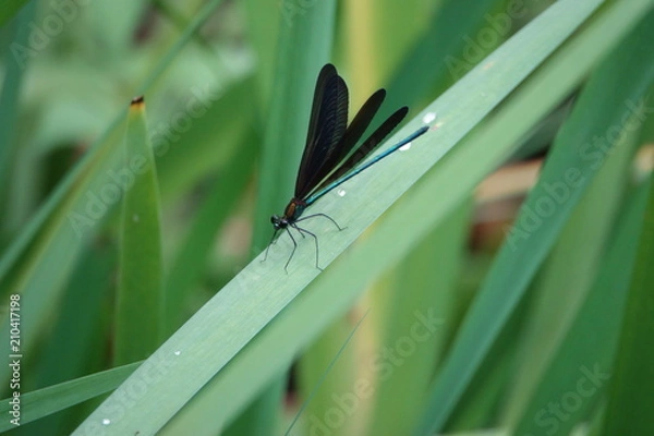 Obraz ハグロトンボのオス