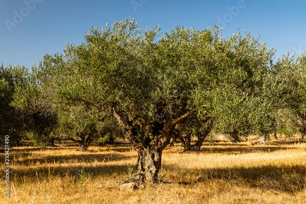 Obraz Olivenbaum im Olivenhain