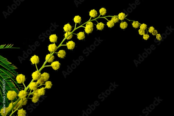 Obraz rametto di mimosa