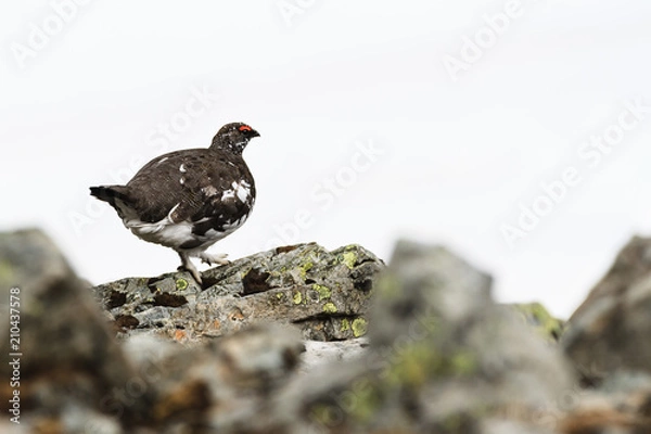 Obraz Ptarmigan