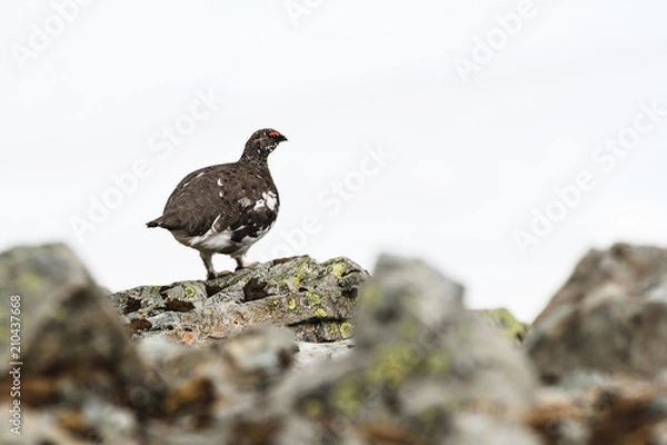 Obraz Ptarmigan