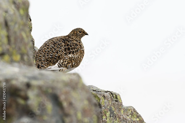 Obraz Ptarmigan