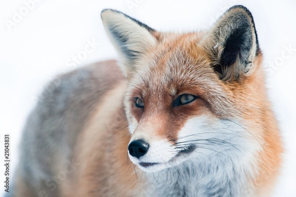 Obraz red fox (lat. vulpes vulpes)