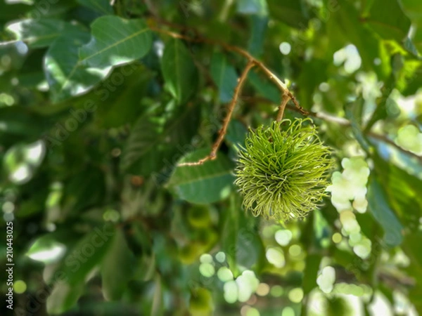 Obraz Rambutan green background blur