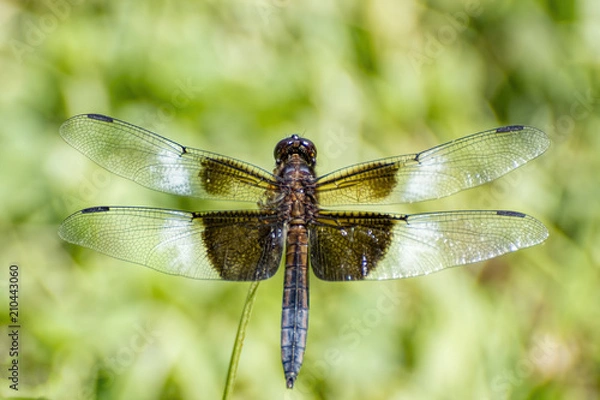 Fototapeta dragonfly