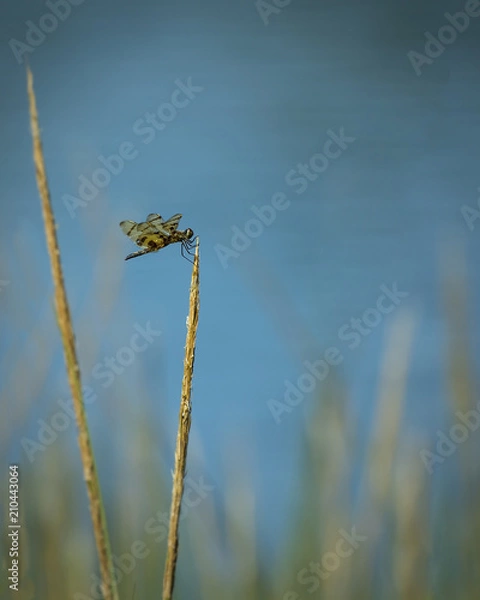 Fototapeta Dragonfly on wheat
