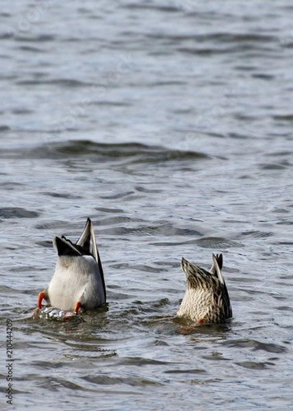 Fototapeta Bottoms up