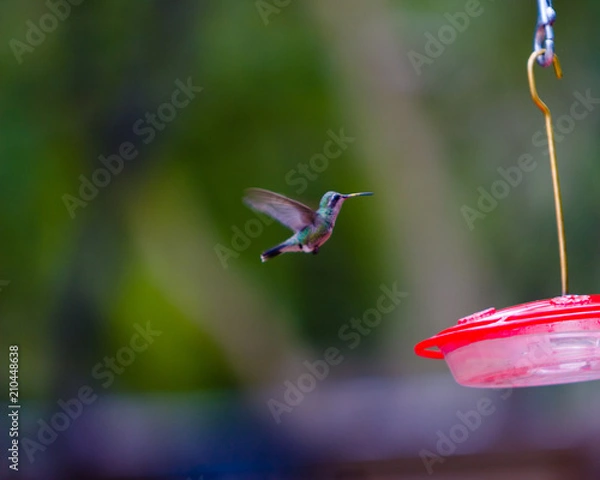 Obraz Hummingbird in Flight