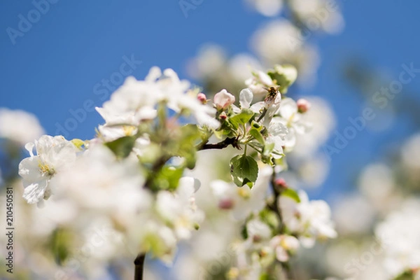 Fototapeta a bee collects honey from a flowering tree
