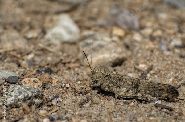 Obraz Grasshopper disguised