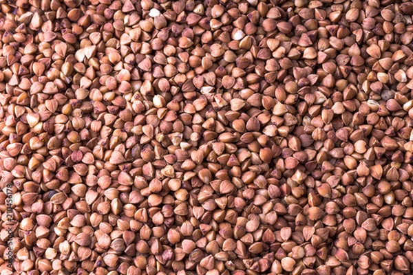 Obraz Background of buckwheat. Buckwheat texture.
