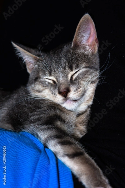 Obraz Never Trust a Smiling Cat