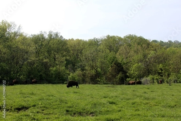 Fototapeta The bison in the grass field pasture of the park.