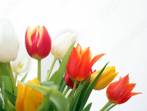 Obraz colorful tulips