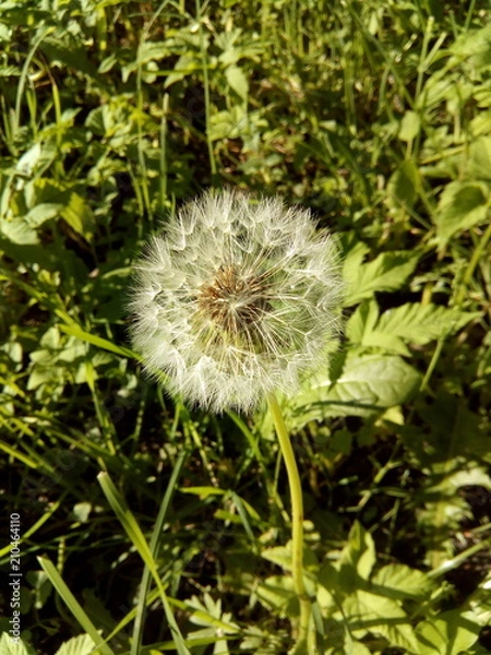 Obraz Сезон одуванчиков