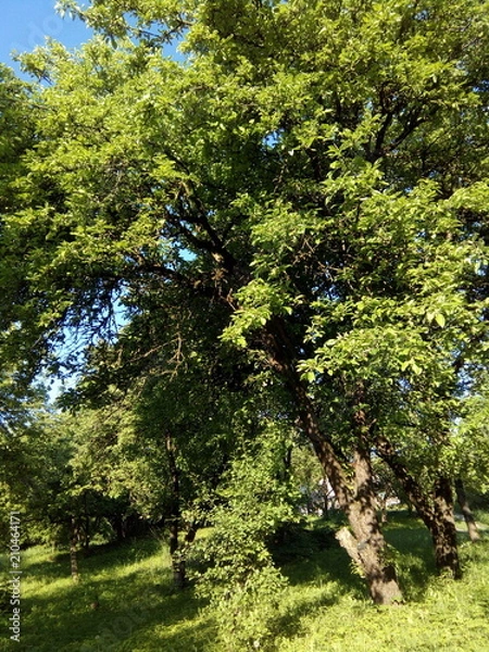 Obraz PARK in spring