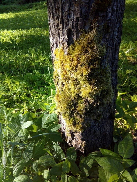 Obraz PARK in spring