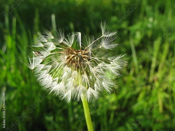 Obraz Сезон одуванчиков