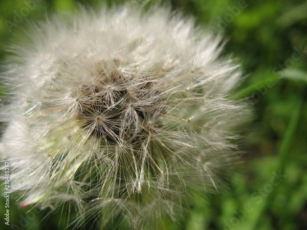 Obraz Сезон одуванчиков