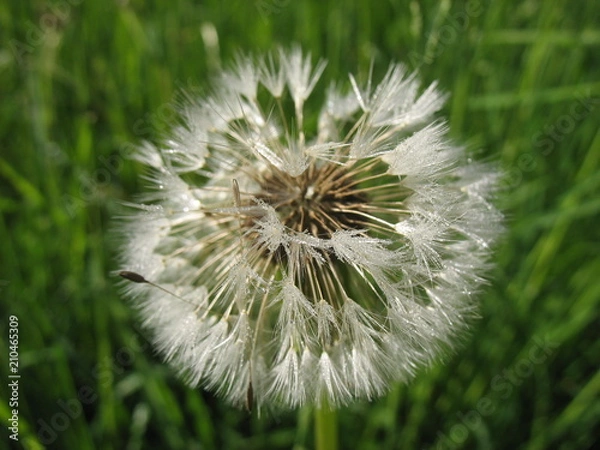 Obraz Сезон одуванчиков