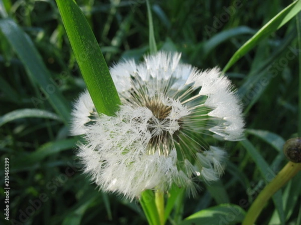 Obraz Сезон одуванчиков