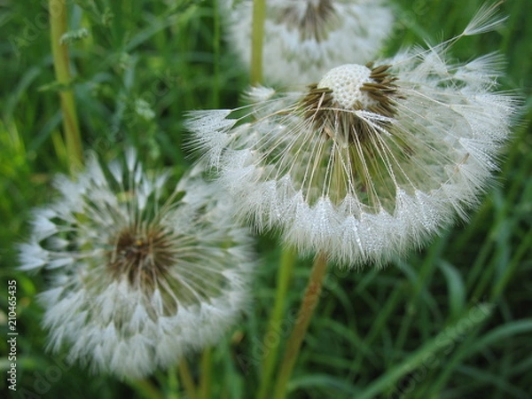 Obraz Сезон одуванчиков