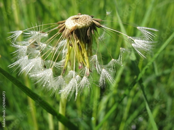 Obraz Сезон одуванчиков