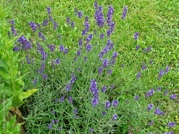Obraz Lavender