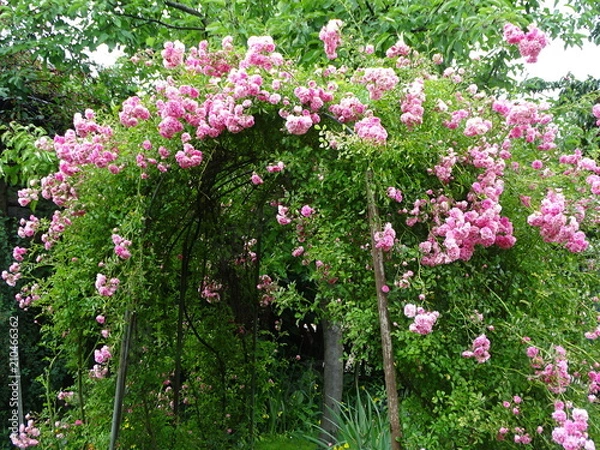 Obraz Beautiful rose