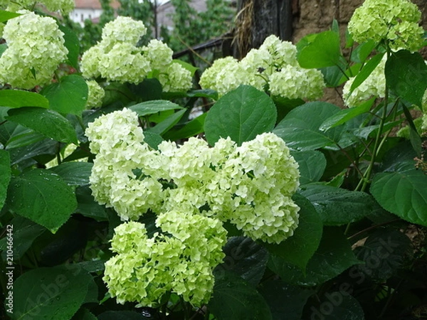 Obraz Flower