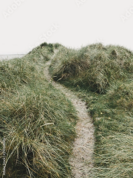 Obraz Path through the Dunes