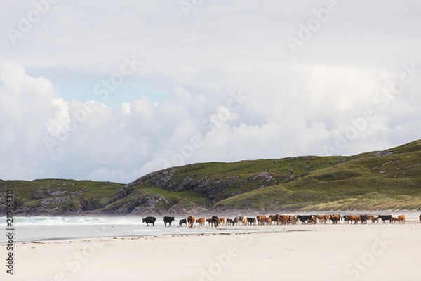 Obraz Barra Beach Cows