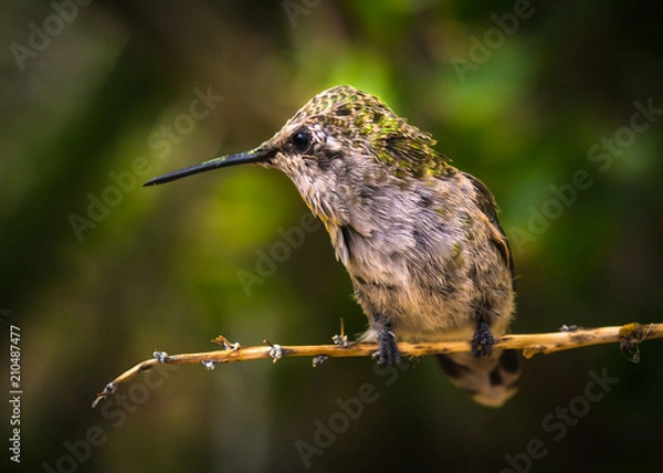 Obraz Hummingbird Close Up