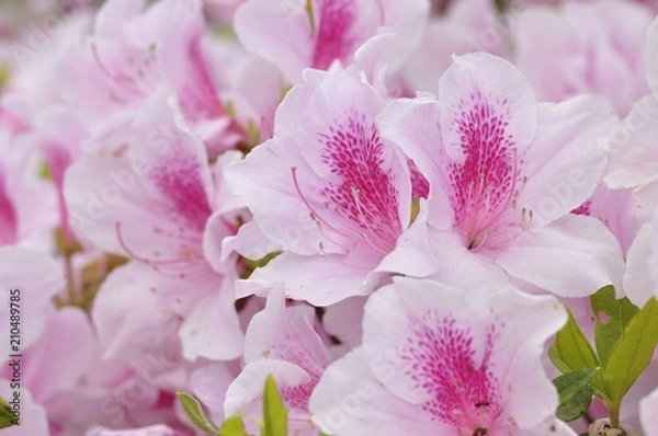 Fototapeta アケボノツツジ