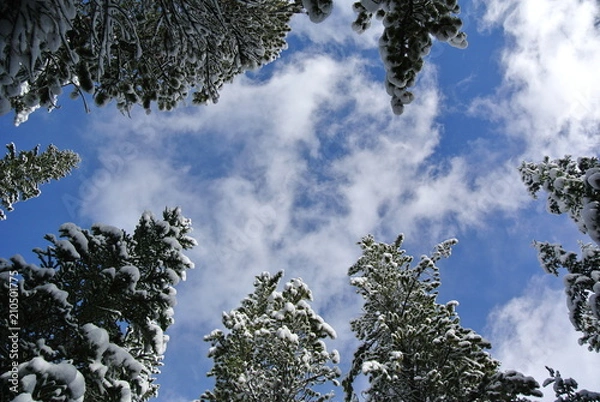 Fototapeta Forest sky