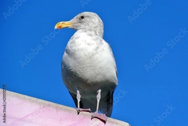 Fototapeta Seagull