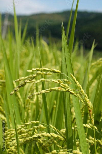 Fototapeta 稲穂