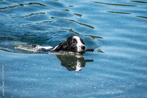 Obraz Russian spaniel dog swimming