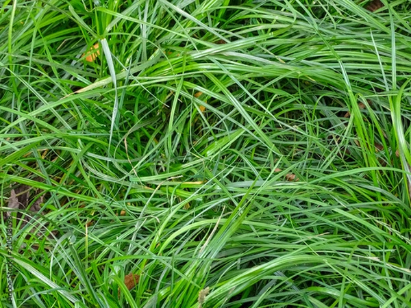 Obraz Grass young fresh forest background