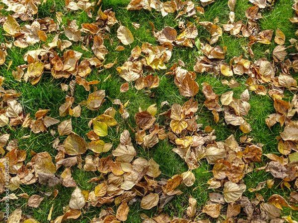Obraz Autumn fallen leaves on the grass