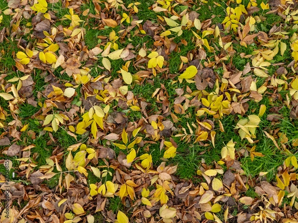 Obraz Autumn fallen leaves on the grass
