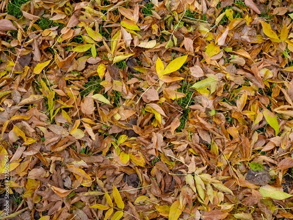 Obraz Autumn fallen leaves on the grass