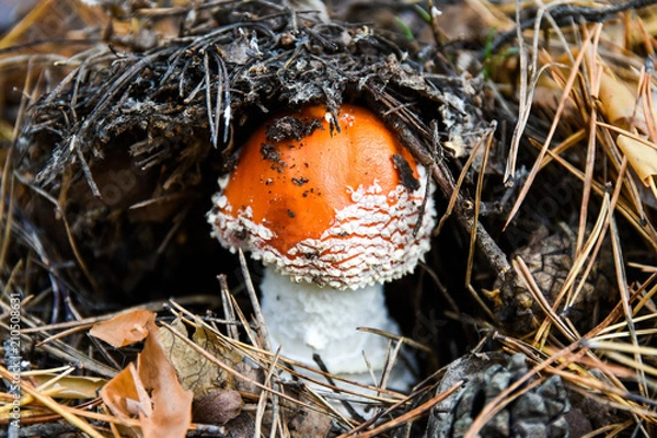 Obraz Amanita Muscaria, poisonous mushroom. Inedible mushroom. Photo has been taken in the natural forest.