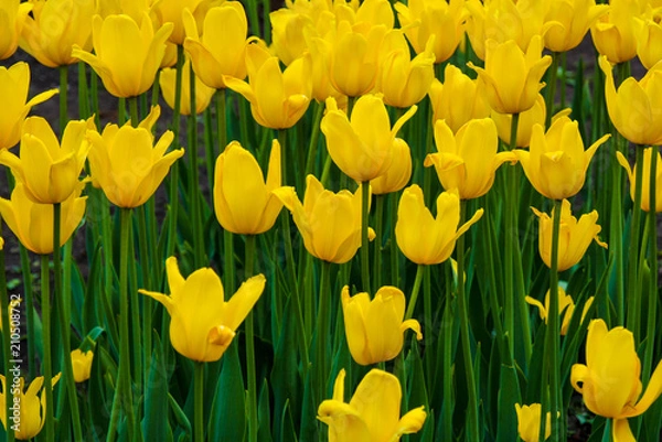 Obraz Tulips are yellow