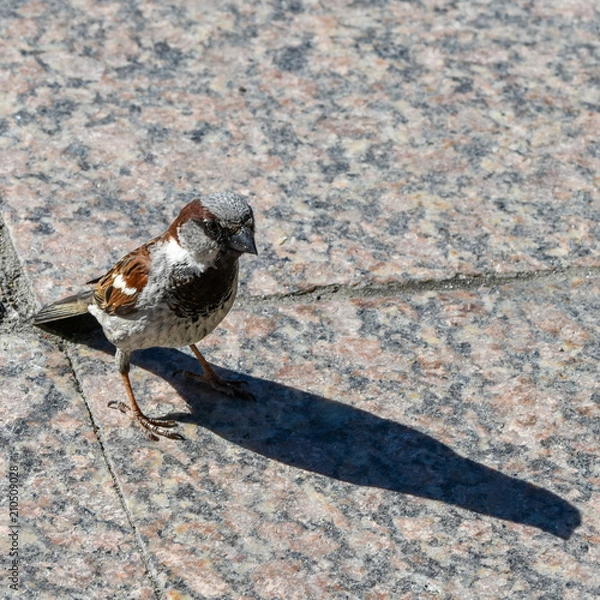 Obraz Sparrow on the pavement