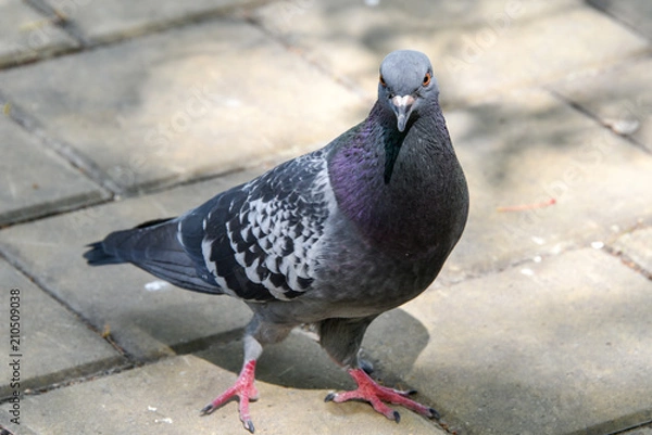 Obraz Pigeon funny pose